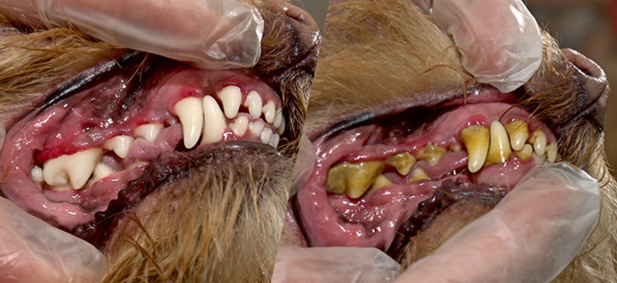 Чистка зубов собаке, удаление зубного камня | ЗооСалон Москва
